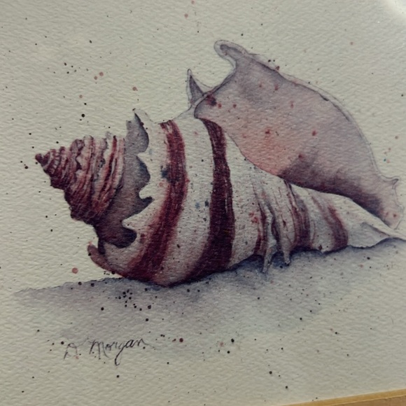 (3) D Morgan seashell framed prints - Picture 6 of 7